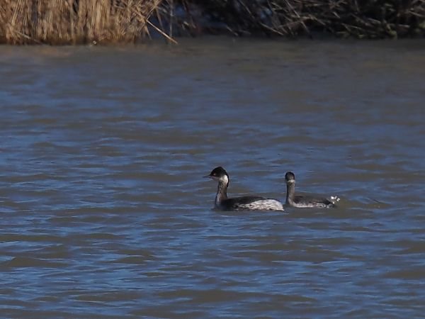 Cabussó collnegre  - Olga Gairin Deulofeu