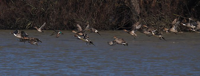 Ànec cuallarg  - Olga Gairin Deulofeu