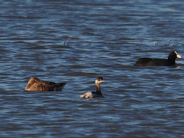 Cabussó collnegre  - Olga Gairin Deulofeu