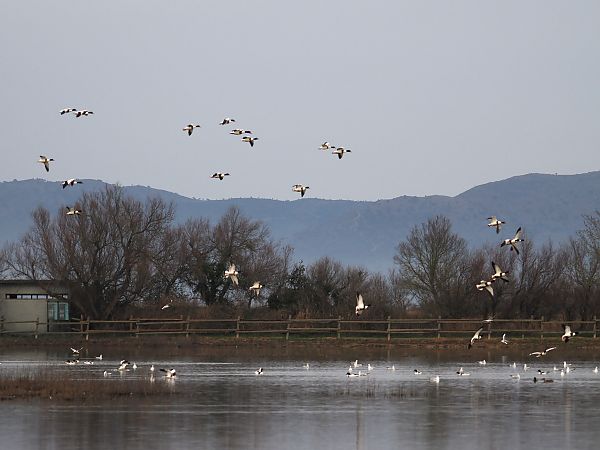 Ànec blanc  - Olga Gairin Deulofeu