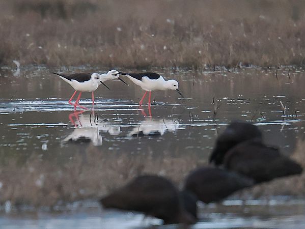Cames llargues  - Olga Gairin Deulofeu