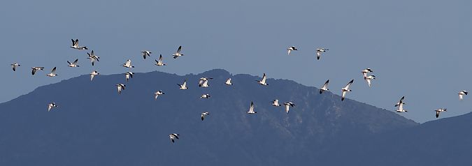 Ànec blanc  - Olga Gairin Deulofeu