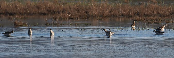 Batallaire  - Olga Gairin Deulofeu