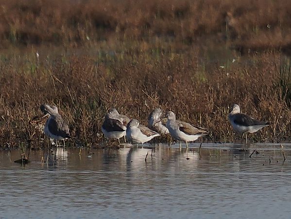Common Greenshank  - Olga Gairin Deulofeu