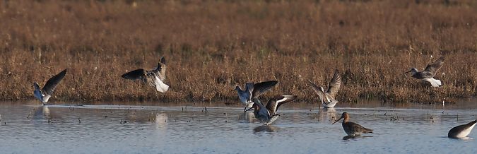 Gamba verda  - Olga Gairin Deulofeu