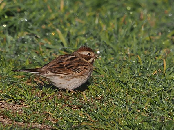 Repicatalons  - Olga Gairin Deulofeu