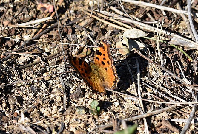 Nimfa dorment  - Eugeni Àlvarez Merchan
