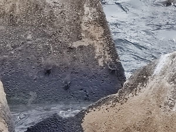 Territ fosc  - Gerard Viader Sauret