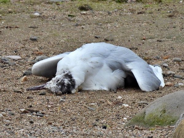 Gavina vulgar  - Paco Torres