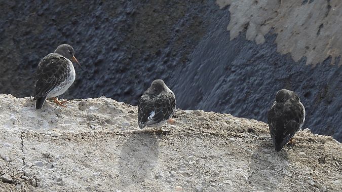 Territ fosc  - Paco Torres