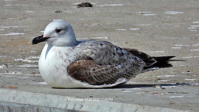 Gavià caspi  - Paco Torres