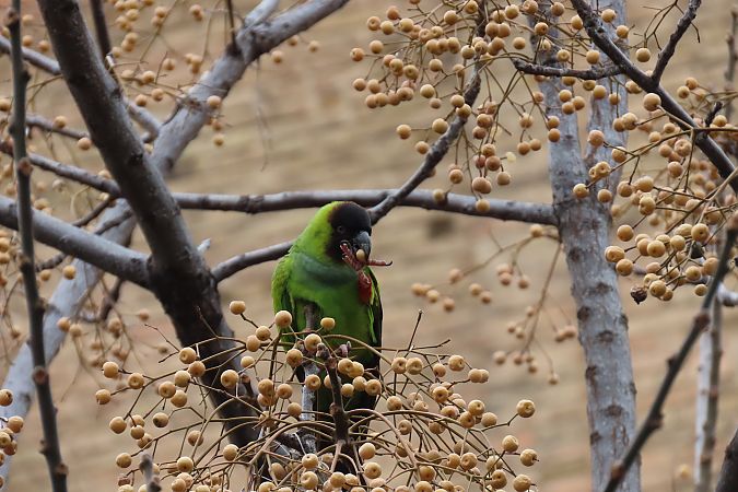 Aratinga Ñanday  - Roser Garcia Peñalvert