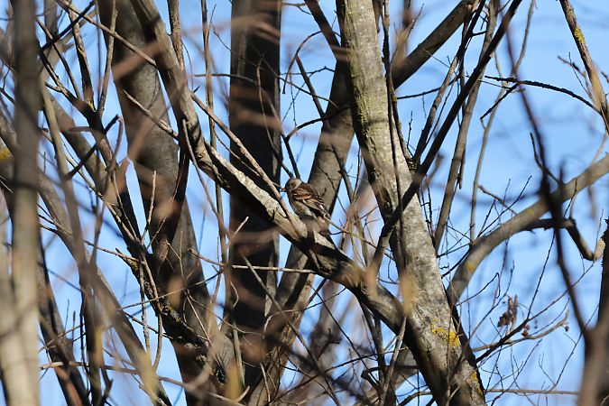Pinsà mec  - Roser Garcia Peñalvert