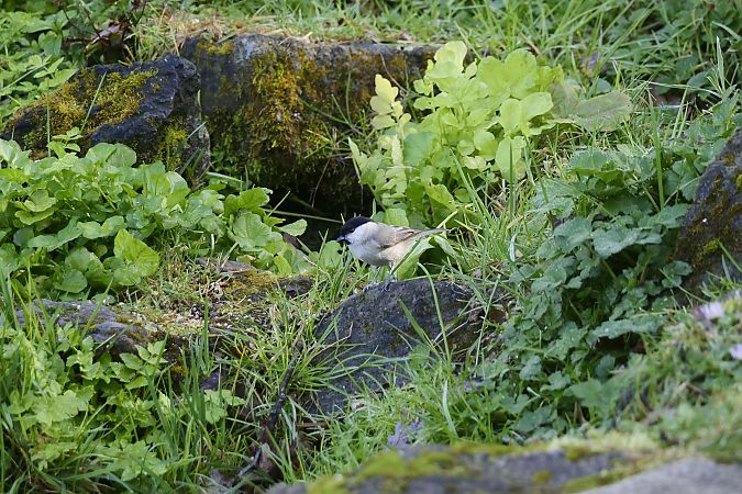 Mallerenga d'aigua  - Roser Garcia Peñalvert