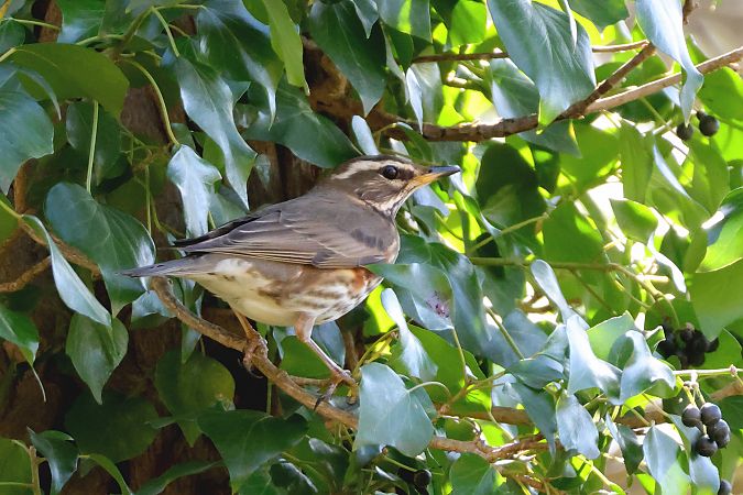 Tord ala-roig  - Roser Garcia Peñalvert