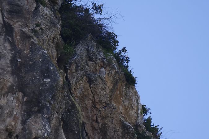 Falcó pelegrí  - Roser Garcia Peñalvert