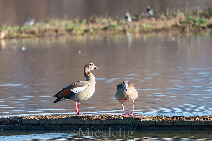Oca egípcia  - Miguel Jodas Gomis