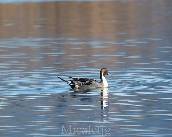 Ànec cuallarg  - Miguel Jodas Gomis