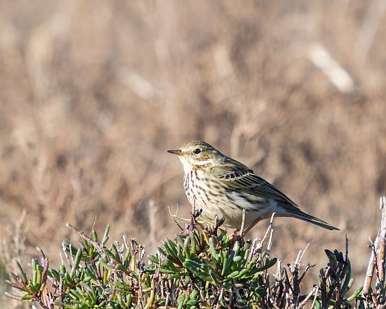 Titella  - Miguel Jodas Gomis