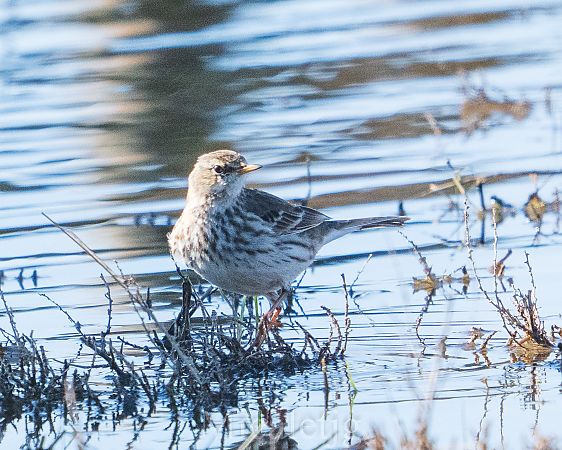 Grasset de muntanya  - Miguel Jodas Gomis