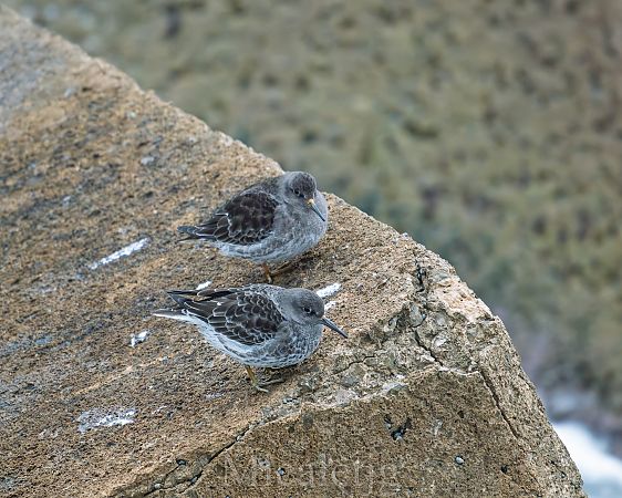 Territ fosc  - Miguel Jodas Gomis