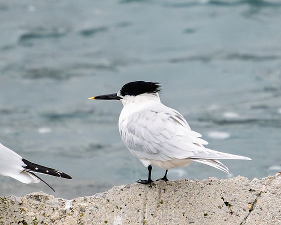 Xatrac becllarg  - Miguel Jodas Gomis