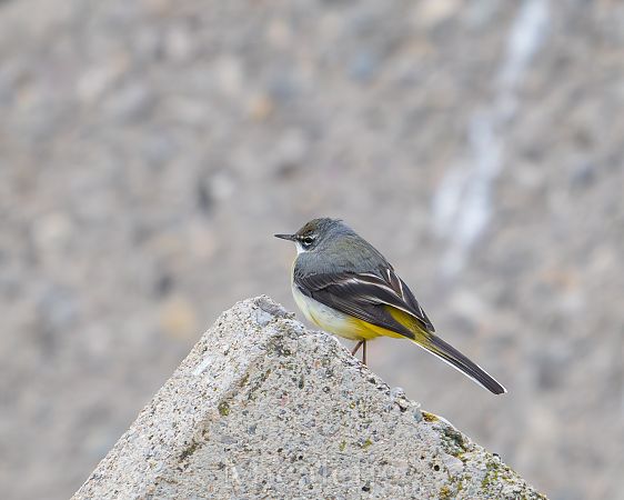 Cuereta torrentera  - Miguel Jodas Gomis
