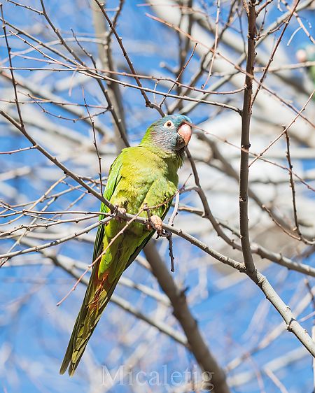 Aratinga de cap blau  - Miguel Jodas Gomis