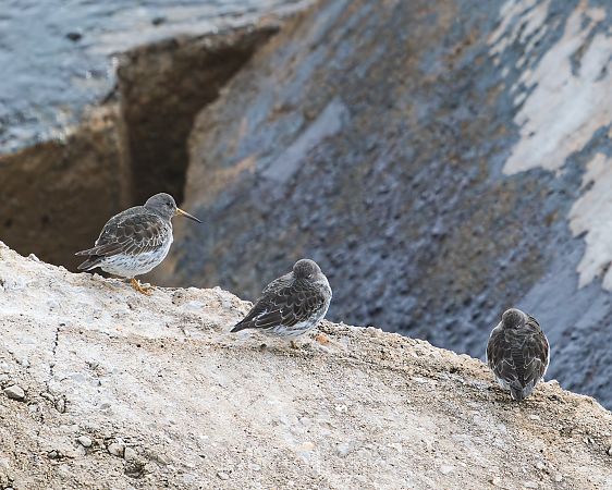 Territ fosc  - Miguel Jodas Gomis
