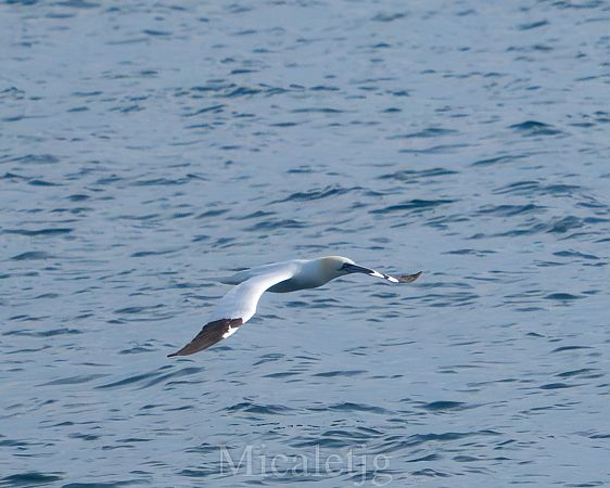 Mascarell  - Miguel Jodas Gomis