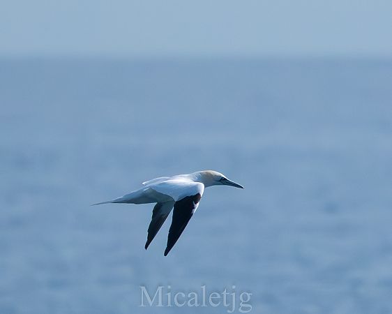 Mascarell  - Miguel Jodas Gomis