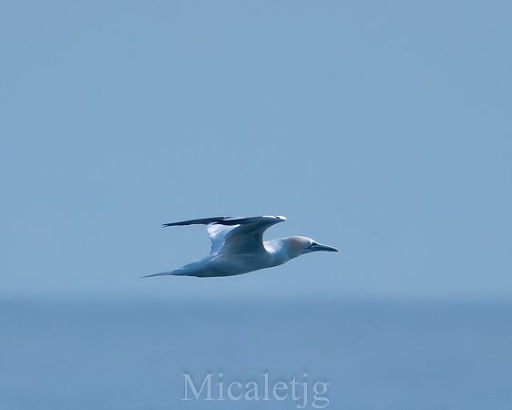 Mascarell  - Miguel Jodas Gomis