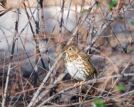 Tord comú  - Miguel Jodas Gomis
