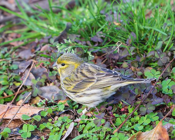 Gafarró  - Miguel Jodas Gomis