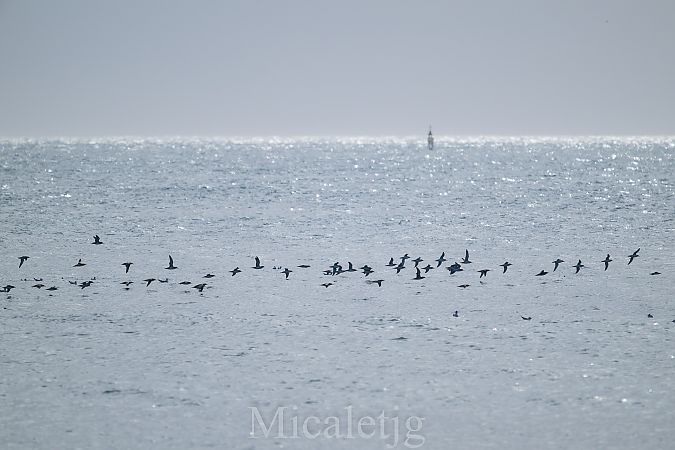 Baldriga mediterrània / balear  - Miguel Jodas Gomis