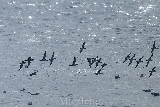 Baldriga mediterrània / balear  - Miguel Jodas Gomis
