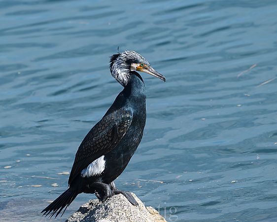 Corb marí gros  - Miguel Jodas Gomis