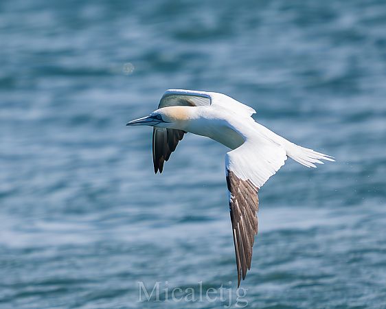 Mascarell  - Miguel Jodas Gomis