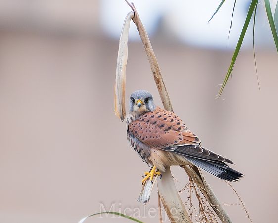 Xoriguer comú  - Miguel Jodas Gomis