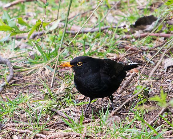 Merla  - Miguel Jodas Gomis