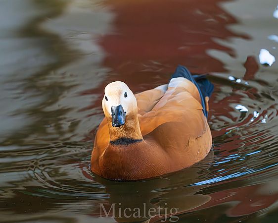 Ànec canyella  - Miguel Jodas Gomis