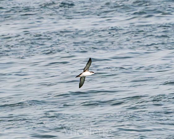 Baldriga mediterrània  - Miguel Jodas Gomis