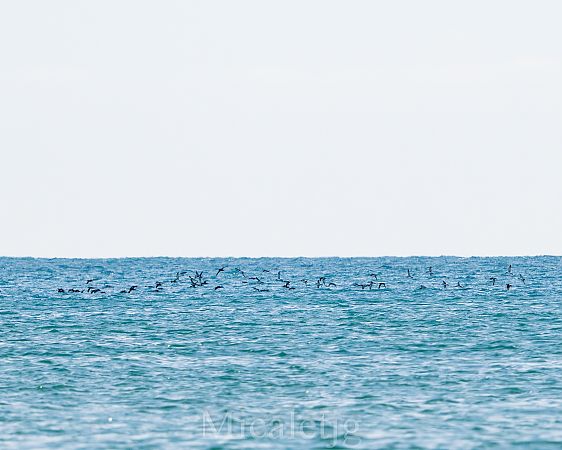 Baldriga mediterrània / balear  - Miguel Jodas Gomis