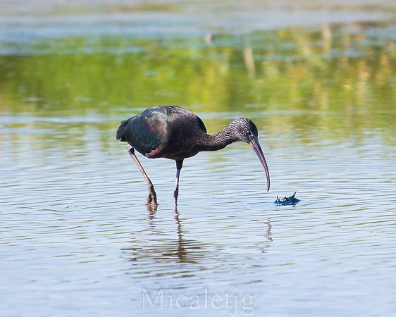 Capó reial  - Miguel Jodas Gomis