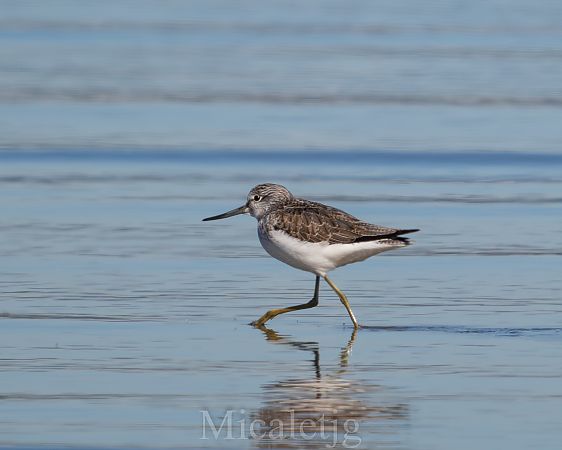 Gamba verda  - Miguel Jodas Gomis