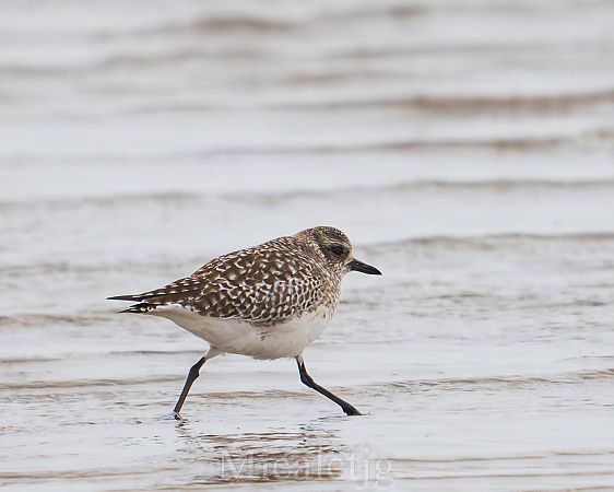 Pigre gris  - Miguel Jodas Gomis