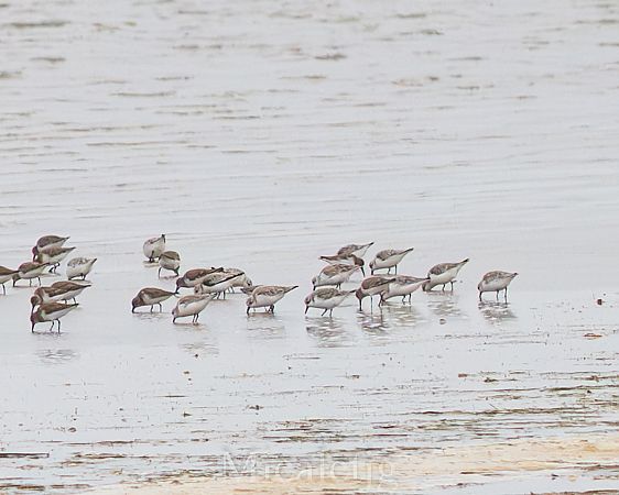 Territ tresdits  - Miguel Jodas Gomis