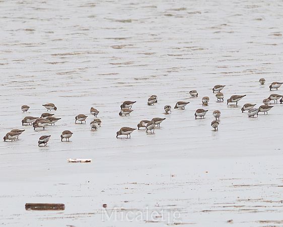 Territ variant  - Miguel Jodas Gomis