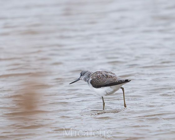 Gamba verda  - Miguel Jodas Gomis