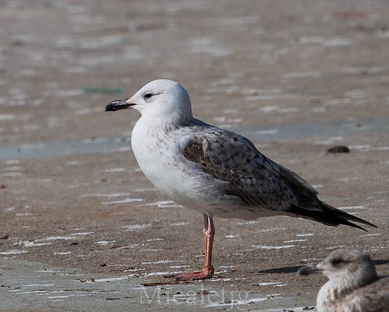 Gavià caspi  - Miguel Jodas Gomis